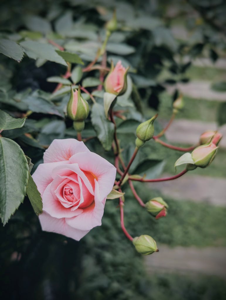 A delicate pink rose in full bloom surrounded by budding flowers, captured outdoors.