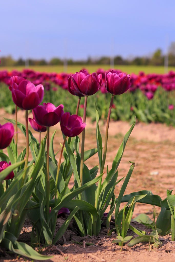 A stunning field of blooming purple tulips in Nokesville, Virginia, captured on a sunny spring day.